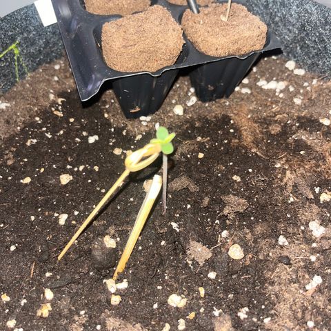 Super Lemon Haze growlog timeline photo