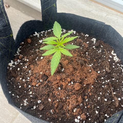 Super Lemon Haze growlog timeline photo