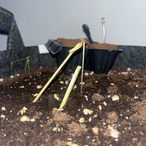 Super Lemon Haze growlog timeline photo