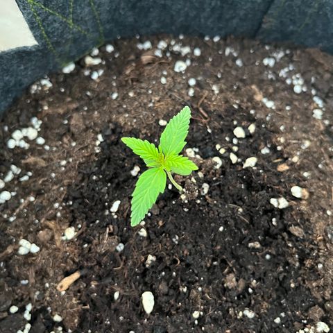 Super Lemon Haze growlog timeline photo
