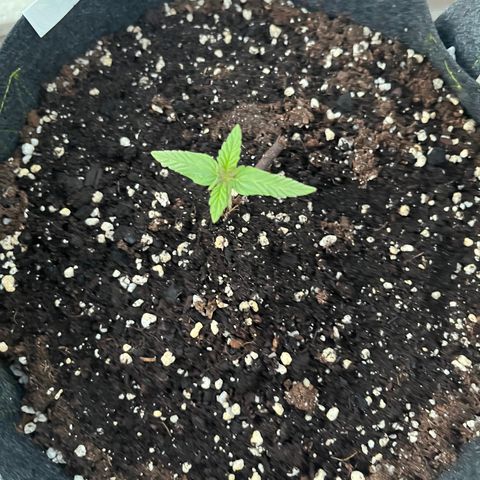 Super Lemon Haze growlog timeline photo