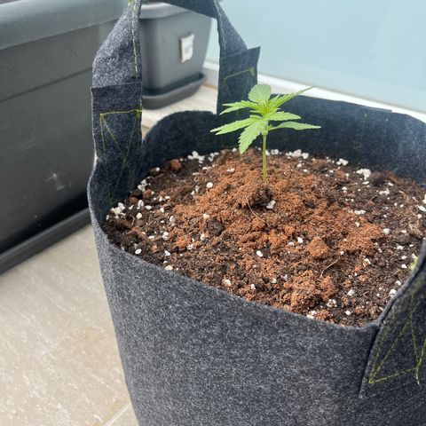 Super Lemon Haze growlog timeline photo