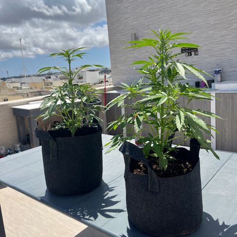 Super Lemon Haze growlog timeline photo