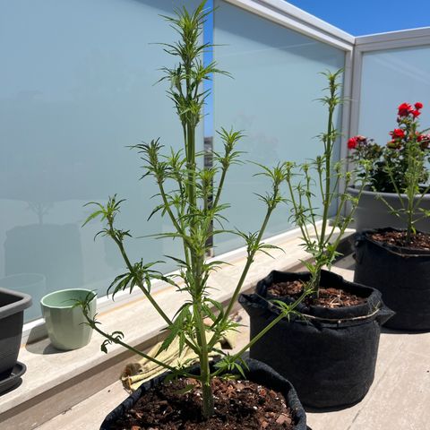 Super Lemon Haze growlog timeline photo