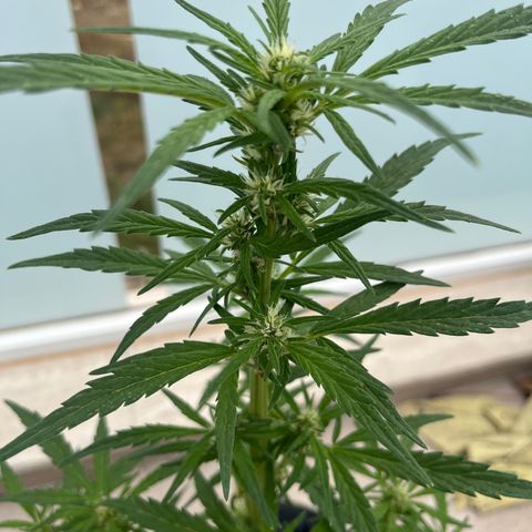 Super Lemon Haze growlog timeline photo