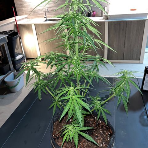 Super Lemon Haze growlog timeline photo