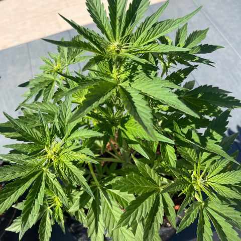 Super Lemon Haze growlog timeline photo
