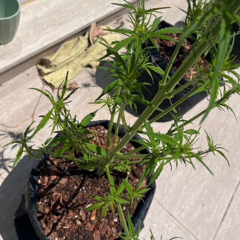 Super Lemon Haze growlog timeline photo