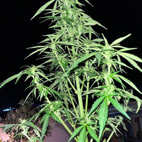 Super Lemon Haze growlog timeline photo