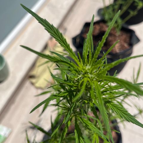 Super Lemon Haze growlog timeline photo