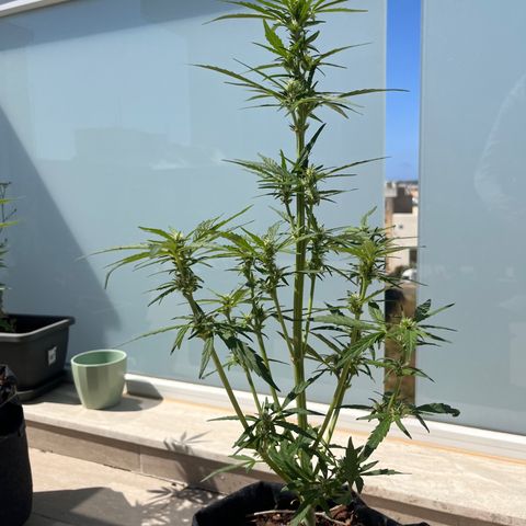 Super Lemon Haze growlog timeline photo