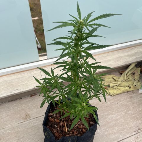 Super Lemon Haze growlog timeline photo