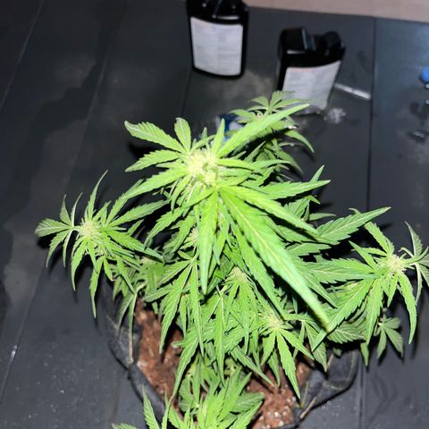 Super Lemon Haze growlog timeline photo