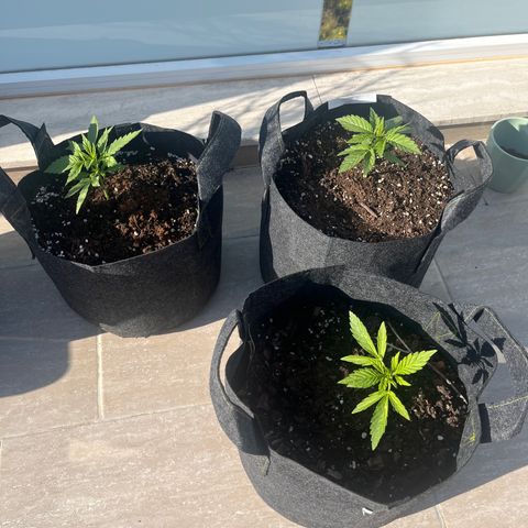 Super Lemon Haze growlog timeline photo