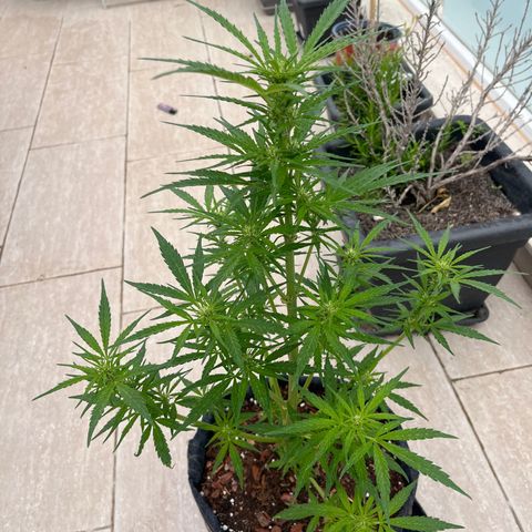Super Lemon Haze growlog timeline photo