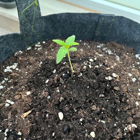Super Lemon Haze growlog timeline photo