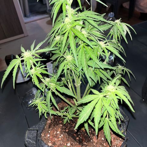 Super Lemon Haze growlog timeline photo