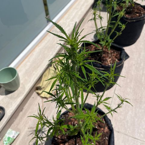 Super Lemon Haze growlog timeline photo
