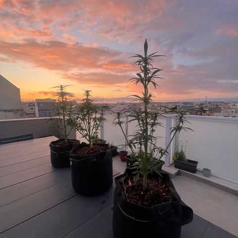 Super Lemon Haze growlog timeline photo