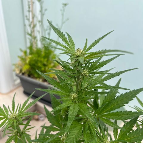 Super Lemon Haze growlog timeline photo