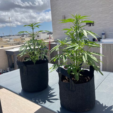 Super Lemon Haze growlog timeline photo