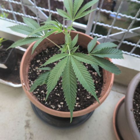 Haze Berry  growlog timeline photo