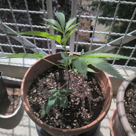 Haze Berry  growlog timeline photo