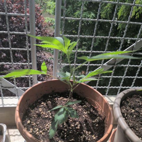 Haze Berry  growlog timeline photo