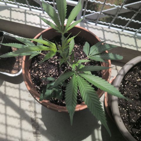 Haze Berry  growlog timeline photo