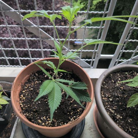 Haze Berry  growlog timeline photo