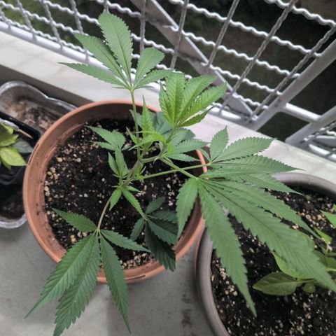 Haze Berry  growlog timeline photo