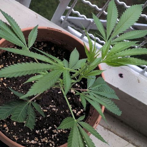 Haze Berry  growlog timeline photo