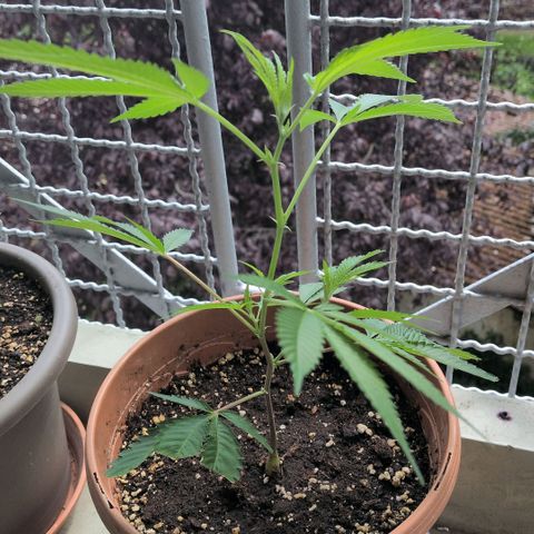 Haze Berry  growlog timeline photo