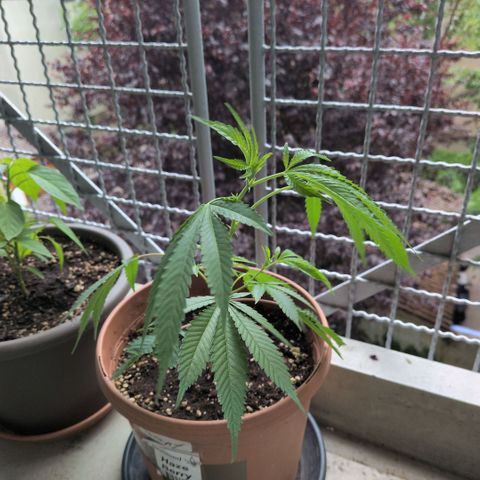 Haze Berry  growlog timeline photo
