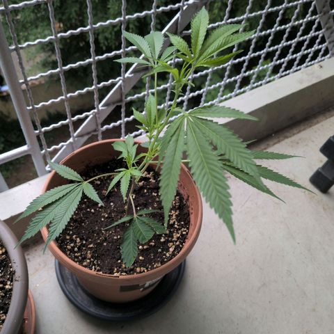 Haze Berry  growlog timeline photo