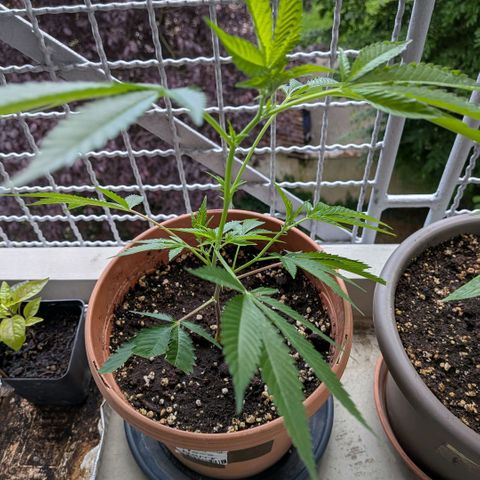 Haze Berry  growlog timeline photo