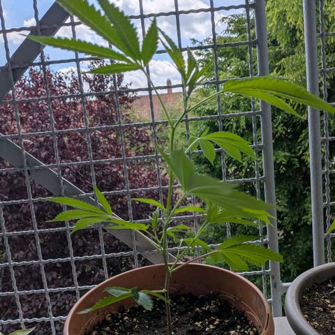 Haze Berry  growlog timeline photo