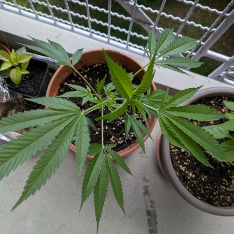 Haze Berry  growlog timeline photo