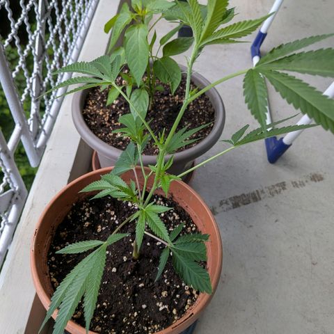 Haze Berry  growlog timeline photo