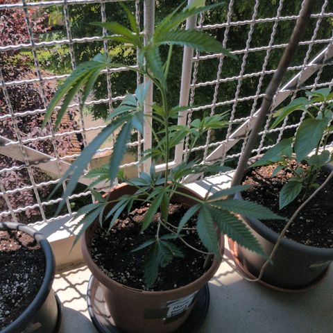 Haze Berry  growlog timeline photo