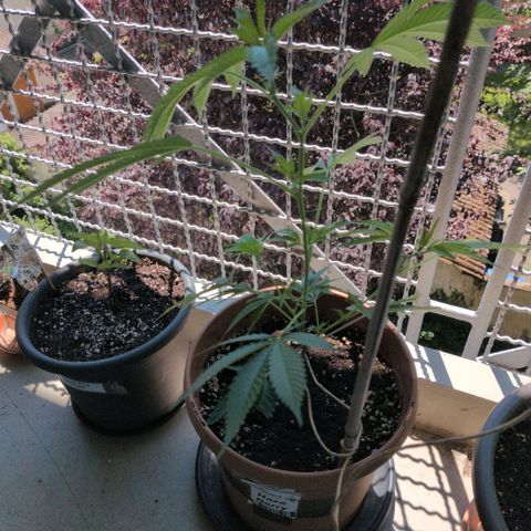 Haze Berry  growlog timeline photo