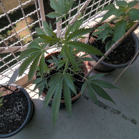 Haze Berry  growlog timeline photo