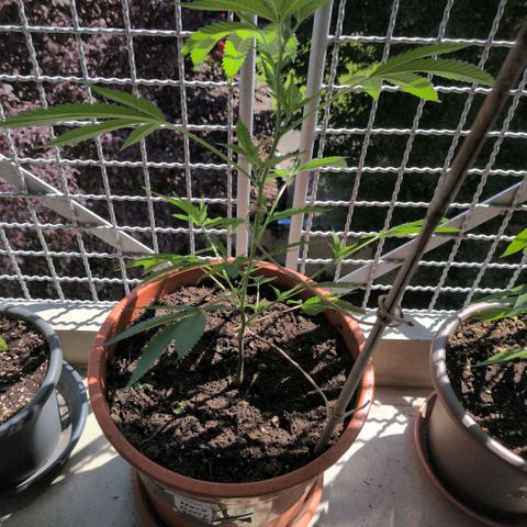 Haze Berry  growlog timeline photo