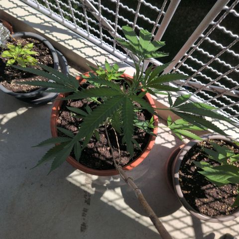 Haze Berry  growlog timeline photo