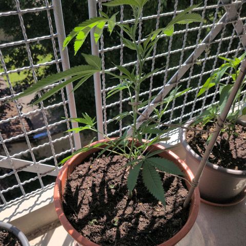 Haze Berry  growlog timeline photo