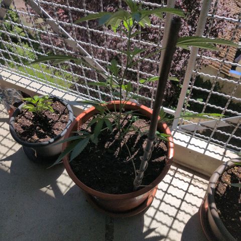 Haze Berry  growlog timeline photo