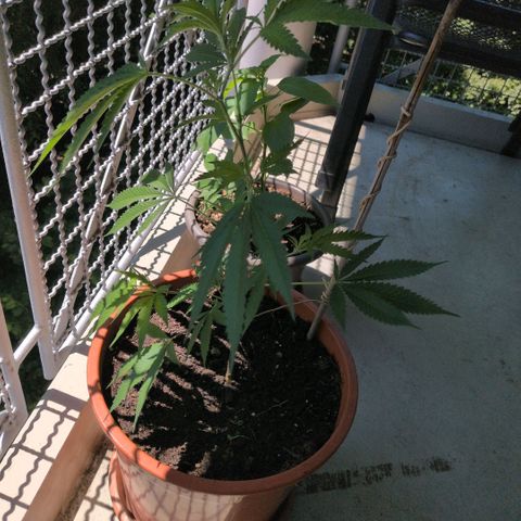 Haze Berry  growlog timeline photo