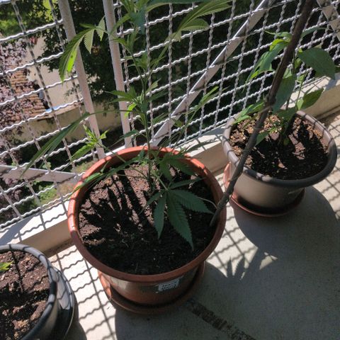 Haze Berry  growlog timeline photo