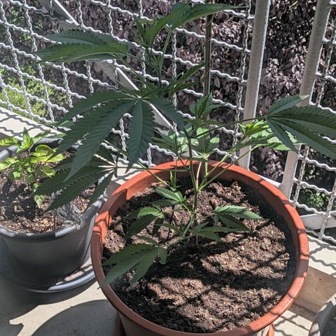 Haze Berry  growlog timeline photo