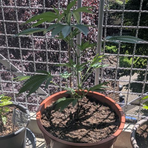 Haze Berry  growlog timeline photo
